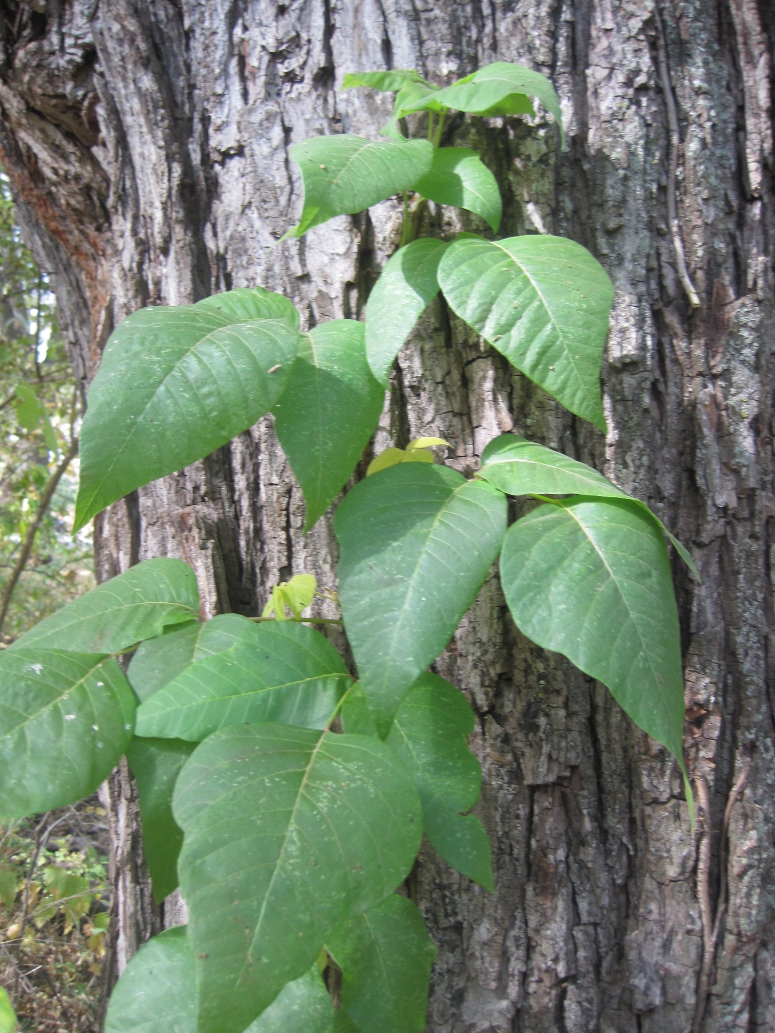 Poison Ivy, Oak and Sumac Facts & Myths Zanfel Poison Ivy, Oak