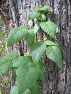 Poison Ivy is a 3 leaflet plant that can be found as a climbing vine or shrub.