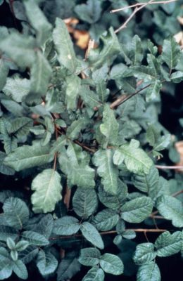 Western poison oak is generally found as a shrub.