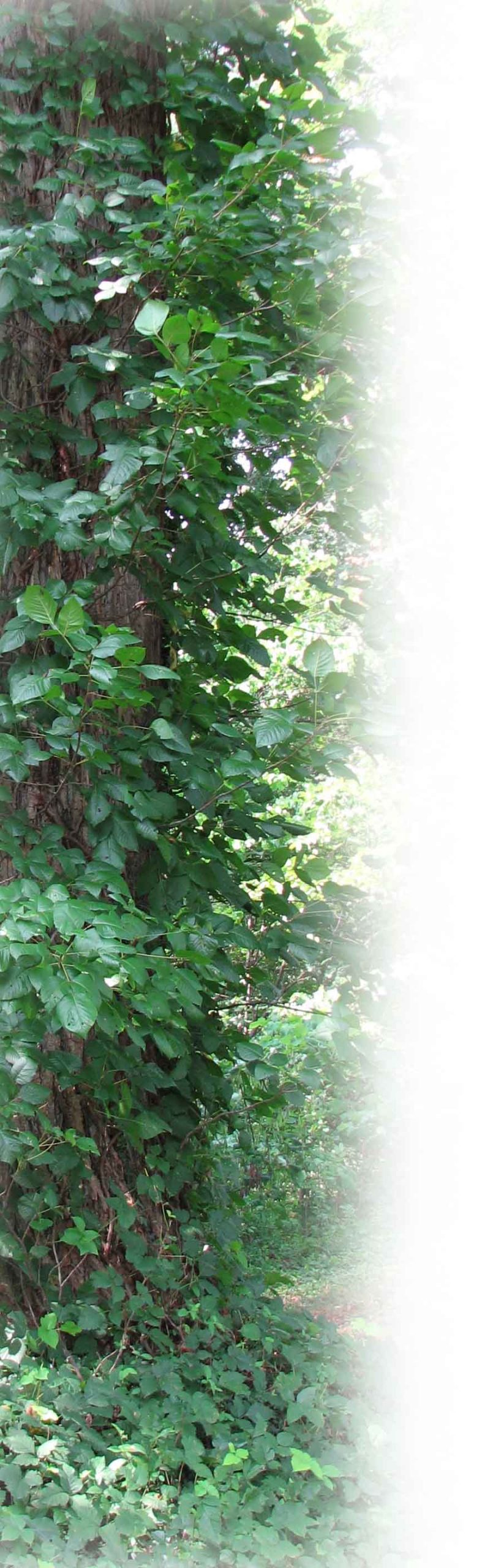 Poison Ivy on Tree