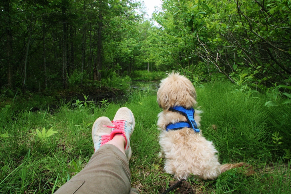 A view of feet and a dog nearby looking over a small pond.